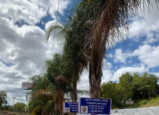 Continua terrible crimen ambiental en la capital