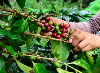 La Central: Urgen 200,000 corteros de café