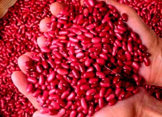 Prograno: Déficit del frijol llegaría al millón de quintales