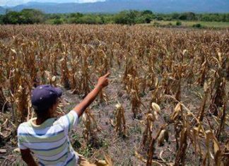 PMA: 2.4 millones de hondureños están con inseguridad alimentaria