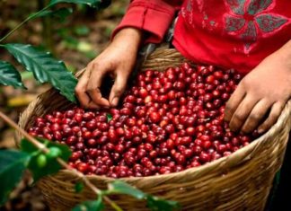 Ihcafé urge apoyo del gobierno para reparar las desastrosas vías de acceso a fincas