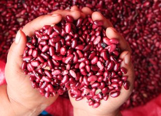 Productores: No hay frijol en el país, se lo llevaron los guanacos