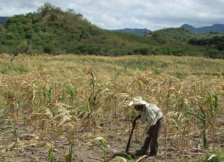 Gobierno declara emergencia por sequía en 140 Municipios, pero no presenta plan de contingencias.