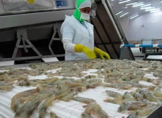 Mientras la Presidenta Castro se reunió con Lopez Obrador por temas de migración, autoridades mexicanas prohiben ingreso de camaron hondureño