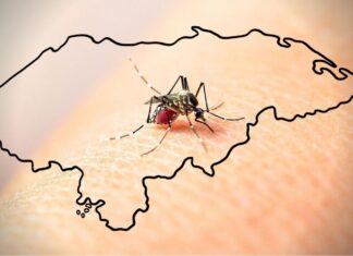 A pesar de las aterradoras estadísticas de dengue en el país, gobierno no declara estado de emergencia