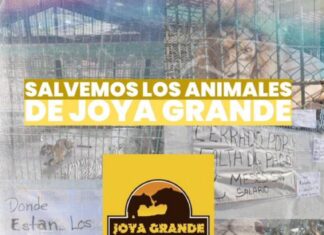 Animales de «Joya Grande» se mueren por desinterés del gobierno