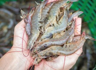 Acuerdo con China esta a punto de destruir la industria camaronera en el país