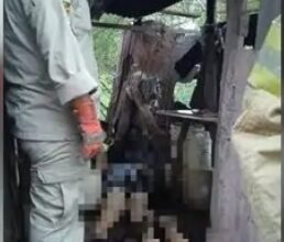 Madre e hijo mueren electrocutados en la colonia La Mololoa tras intentar cortar ramas sobre su vivienda