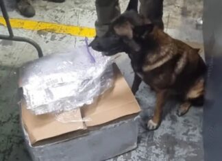 DLCN decomisa presunta cocaína oculta en productos lácteos en aeropuerto Villeda Morales