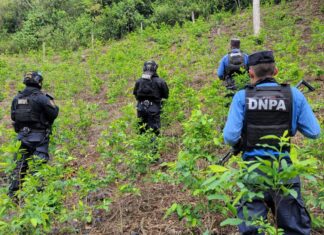 Aseguran tres plantaciones con cerca de 49 mil arbustos de supuesta coca en el departamento de Colón
