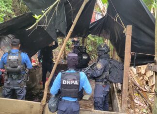 DNPA asesta nuevo golpe al narcotráfico con aseguramiento de laboratorio y 50 mil plantas de supuesta coca en Colón
