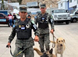 Togo y Mago, los héroes de cuatro patas que apoyan la búsqueda de víctimas en el Anillo Periférico