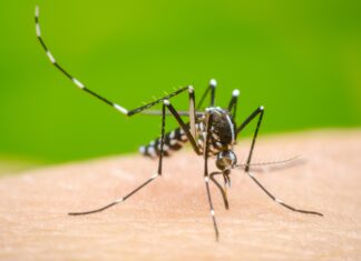 Salud confirma dos nuevas muertes por dengue en Choluteca; suman tres fallecidos en 2026