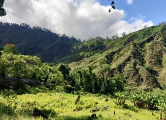 Fuerzas Armadas localizan plantación de coca con 5,000 arbustos en Colón