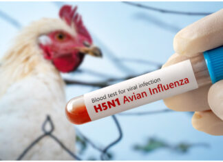 SAG llama a la calma tras declarar emergencia sanitaria por influenza aviar H5