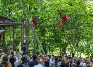 Copán Ruinas celebra la liberación de 12 guacamayas rojas y fortalece el turismo regenerativo