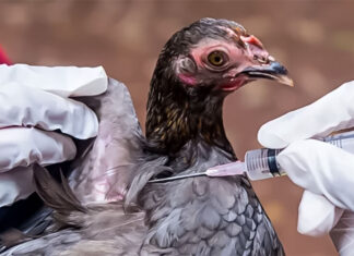 Honduras reactiva exportaciones de carne de pollo y huevos tras controlar brote de influenza aviar