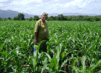 SAG advierte posibles pérdidas en el sector agrícola por clima adverso