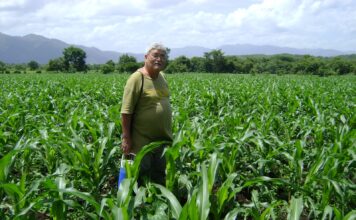 SAG advierte posibles pérdidas en el sector agrícola por clima adverso