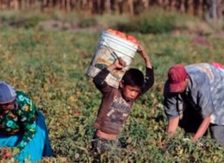 12 de junio: Honduras enfrenta el desafío del trabajo infantil, una realidad que afecta a más de un millón de niños y adolescentes