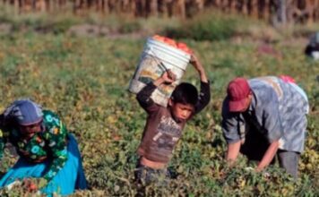 12 de junio: Honduras enfrenta el desafío del trabajo infantil, una realidad que afecta a más de un millón de niños y adolescentes