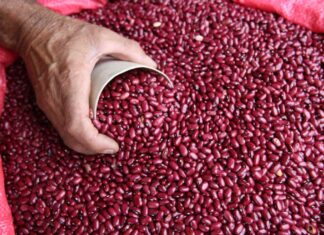 Gobierno importará 100 mil quintales de frijol para garantizar abastecimiento