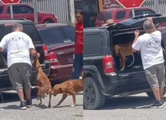 Ministerio Público descarta delito de maltrato animal en caso de perro trasladado en Choloma