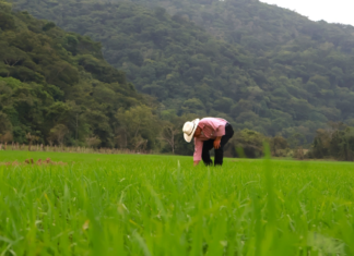 Honduras evalúa nuevas variedades de arroz para elevar la producción nacional