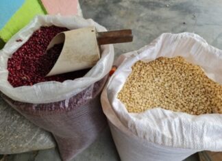 Pérdida total de maíz y frijol pone en riesgo alimentario a 3,000 familias en Piraera