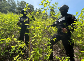 FFAA localizan plantación con 16,500 arbustos de supuesta coca en Colón