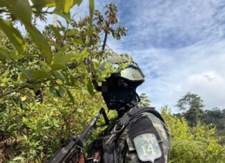 FFAA asegura más de 765 mil arbustos de hoja de coca durante 2026