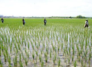 Productores de arroz advierten posible caída de la producción en Honduras durante 2027