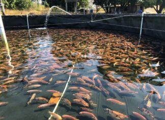 Destinan 2.5 millones de lempiras para fortalecer la producción de tilapia en Comayagua y La Paz